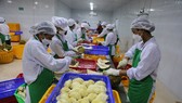 Lô hàng sầu riêng đầu tiên chính thức xuất khẩu sang Trung Quốc