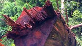 Rừng xã Đắk Long bị phá