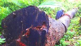Cây gỗ đại thụ nằm cách chốt bảo vệ rừng 1,5km  bị đốn hạ nhưng không thấy chủ rừng ngăn chặn