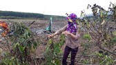 Vụ mỏ đá gây ảnh hưởng vườn cà phê: huyện mời Công ty Quang Đức đến làm việc
