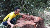 Phát hiện 14 cây cổ thụ bị “xẻ thịt” gần trạm kiểm soát cửa rừng 