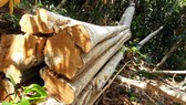 Khởi tố vụ cất giấu hàng chục m³ gỗ lậu "sát nách" kho gỗ