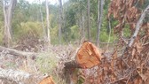 Bắt một đối tượng liên quan trong vụ chặt phá hơn 7,3ha rừng