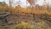 Khởi tố vụ phá gần 5ha rừng tại Gia Lai