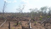 Khởi tố vụ phá rừng ở huyện biên giới Chư Prông