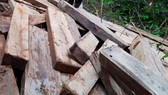 Vụ rừng già Kon Tum bị tàn phá: Gỗ vi phạm không ngừng tăng