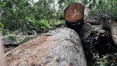 Khởi tố vụ cưa hạ gỗ giáng hương cổ thụ ở Gia Lai