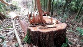 Gia Lai: Khởi tố vụ phá rừng ở xã Hra