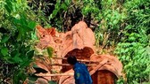 Gia Lai: Bắt 5 lâm tặc “xẻ thịt” hơn 28m³ gỗ
