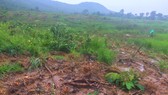 Để mất 34 hecta rừng, lãnh đạo xã xin rút... kinh nghiệm