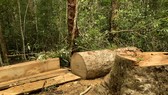 Khởi tố 3 nhân viên bảo vệ rừng tham gia cưa hạ gỗ trái phép trong khu bảo tồn thiên nhiên