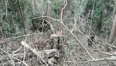 Khởi tố vụ phá rừng ở Vườn Quốc gia Kon Ka Kinh