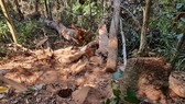 Cục Kiểm lâm vào cuộc vụ gỗ bị đốn hạ la liệt ở “Đà Lạt 2”