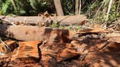 Kiểm tra tất cả các xưởng gỗ sau vụ cây bị đốn hạ ở “Đà lạt 2”