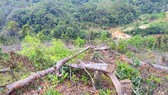 Khởi tố 11 đối tượng tham gia phá 14.000m² rừng ở Kon Tum