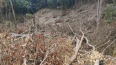 Khởi tố vụ phá rừng ở huyện Ia Grai, tỉnh Gia Lai