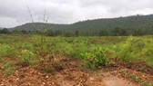 Khởi tố vụ tàn phá 4.400m² rừng phòng hộ ở Hbông