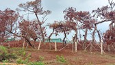Yêu cầu chấm dứt di thực cây thông tại sân gofl Đắk Đoa