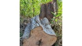 Khởi tố vụ Thiếu trách nhiệm gây hậu quả nghiêm trọng xảy ra tại Ban quản lý rừng ở Gia Lai