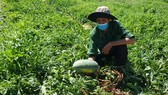 Hàng trăm tấn dưa hấu Hòa Bắc (huyện Hòa Vang, TP Đà Nẵng) đã và sắp đến ngày thu hoạch gặp khó đầu ra