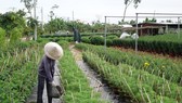 kế hoạch sử dụng đất năm 2022 của huyện Hòa Vang không chuyển mục đích sử dụng đất nông nghiệp thuần túy sang đất ở