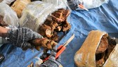 Đà Nẵng: Bắt đối tượng tổ chức nhập khẩu trái phép sản phẩm động vật quý hiếm trị giá 300 tỷ đồng