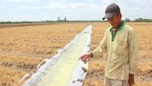 Ông Lâm Văn On (huyện Long Phú, Sóc Trăng) chuyển từ  sản xuất lúa sang hoa màu bằng cách trữ nước ngọt. Ảnh: TUẤN QUANG