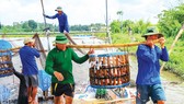 Nhiều diện tích nuôi cá tra ở huyện Châu Thành, tỉnh An Giang quá kỳ thu hoạch nhưng khó bán bởi giá thấp