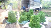 Tiểu thương thu mua rau của nông dân xã Gio Linh, huyện Gio Linh, tỉnh Quảng Trị  