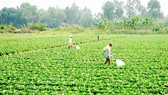 TPHCM gieo trồng 6.400ha vụ đông xuân
