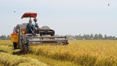 Ứng dụng cơ giới vào thu hoạch lúa ở ĐBSCL