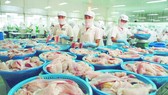 Nhiều doanh nghiệp sản xuất lương thực, thực phẩm tăng công suất, tăng nguồn cung ứng vào thị trường. (Chế biến thực phẩm tại Công ty CP Hải sản Sài Gòn)