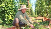 Người dân ở xã Ia Blang, huyện Chư Sê, tỉnh Gia Lai thu hoạch hồ tiêu vụ 2020-2021