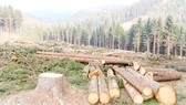 Ý tưởng “xót của” liệu có ngăn cản được những hành vi tận diệt thiên nhiên như phá rừng?