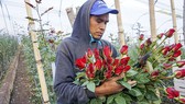 Một công nhân thu hoạch hoa hồng trước ngày Lễ Tình nhân