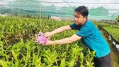 Thạc sĩ Nguyễn Văn Thạnh (ngụ xã Bình Chánh, huyện Bình Chánh) trở về nhà phát triển nông nghiệp