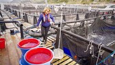Katerina Katsika có kinh nghiệm chăm nuôi cá lồng hơn 30 năm