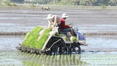 Giảm lúa vụ 3, nông dân nuôi cá, trồng sen mùa nước nổi