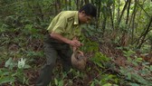 Lực lượng chức năng thả tê tê Java về rừng.