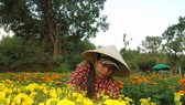 Làng cúc vạn thọ tại phường Bửu Long, TP Biên Hòa (tỉnh Đồng Nai) đang tất bật vào vụ thu hoạch hoa tết