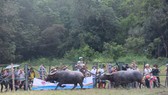 Tưng bừng Hội chọi trâu Đình thần Tân Khai ở Bình Phước