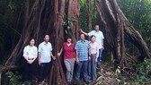 Vườn quốc gia Bù Gia Mập đón bằng công nhận 39 Cây di sản Việt Nam