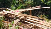 Hiện trường vụ phá rừng phòng hộ Trà Bui (huyện Bắc Trà My, tỉnh Quảng Nam) vào cuối tháng 9 vừa qua