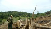 Hàng chục cây rừng tự nhiên ở Quảng Trị bị cưa hạ trái phép
