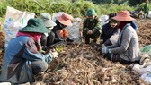 Cán bộ, chiến sĩ Đoàn kinh tế - Quốc phòng 337 hỗ trợ người dân thôn Xa Ry thu hoạch củ dong riềng