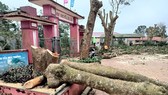 Quảng Trị: Nhiều cây xà cừ trong sân trường bị cắt trụi, cưa hạ