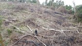 Vụ hơn 18ha rừng ở Quảng Trị bị chặt phá: UBND tỉnh yêu cầu xử lý nghiêm