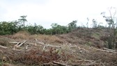 Vụ nhiều hecta rừng ở Quảng Trị bị chặt phá: Xác định được 7 đối tượng liên quan