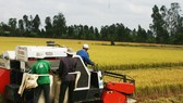 ĐBSCL: Nông dân bán lúa nhanh, giá gạo xuất khẩu tăng