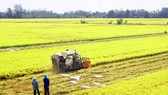 Cơ giới hóa đồng bộ hướng đến chuỗi liên kết sản xuất